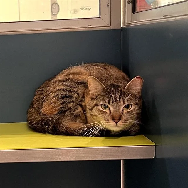 A young small-sized female Domestic Short Hair cat named Ronda for adoption in Methuen, MA