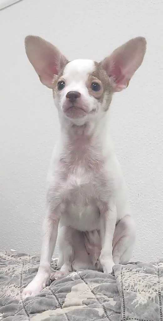 A baby small-sized male Chihuahua dog named Ollie for adoption in Little Rock, AR