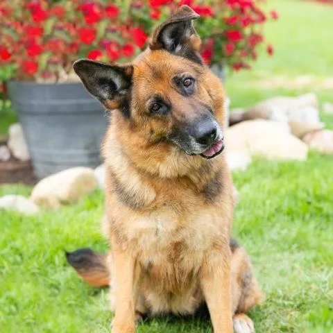 An adult large-sized female German Shepherd Dog dog named Sascha for adoption in Camarillo, CA