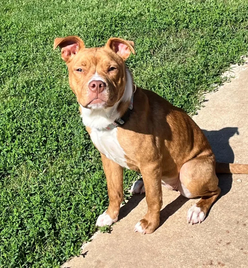 A young medium-sized female Pit Bull Terrier dog named Gabbie for adoption in Okemah, OK