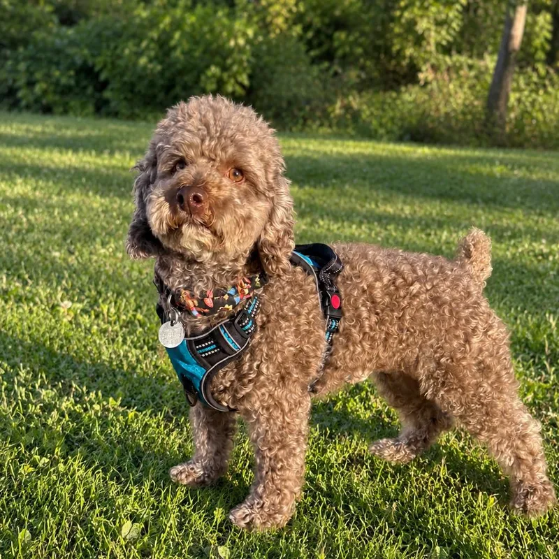An adult small-sized male Brown / Chocolate Miniature Poodle dog named Bear for adoption in St. Peters, MO