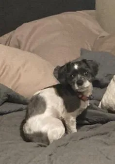 A young small-sized female Gray / Blue / Silver Shih Tzu dog named Polly for adoption in Choctaw, OK