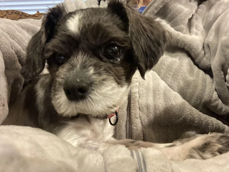 Polly thumbnail 2