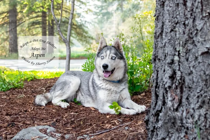 Aspen thumbnail 2