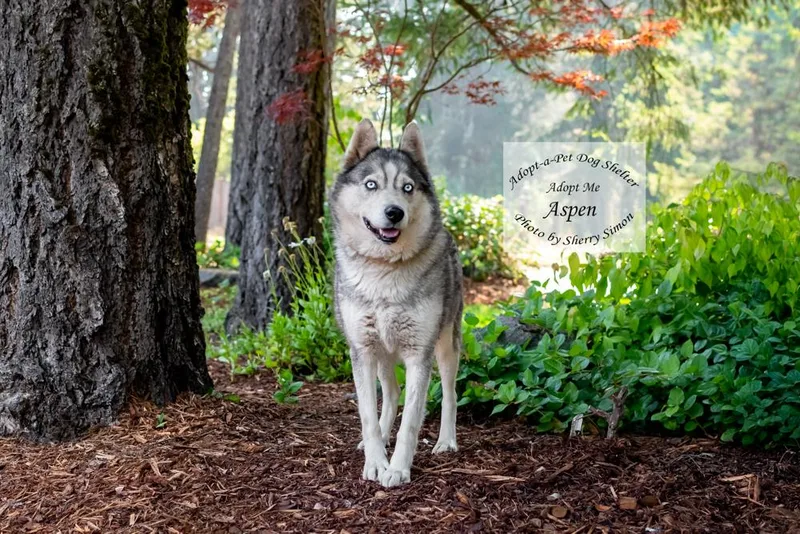 Aspen thumbnail 4