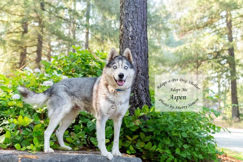 Aspen thumbnail 5