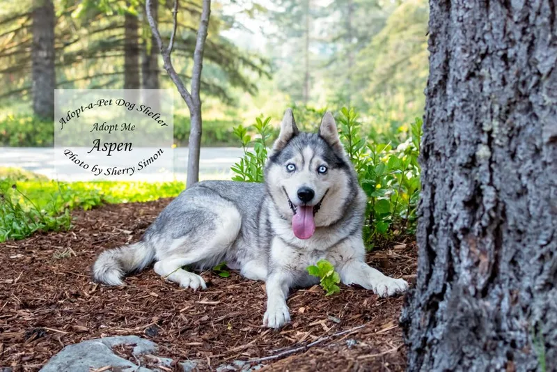 Aspen thumbnail 6