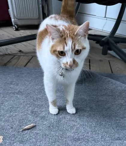 Rambo