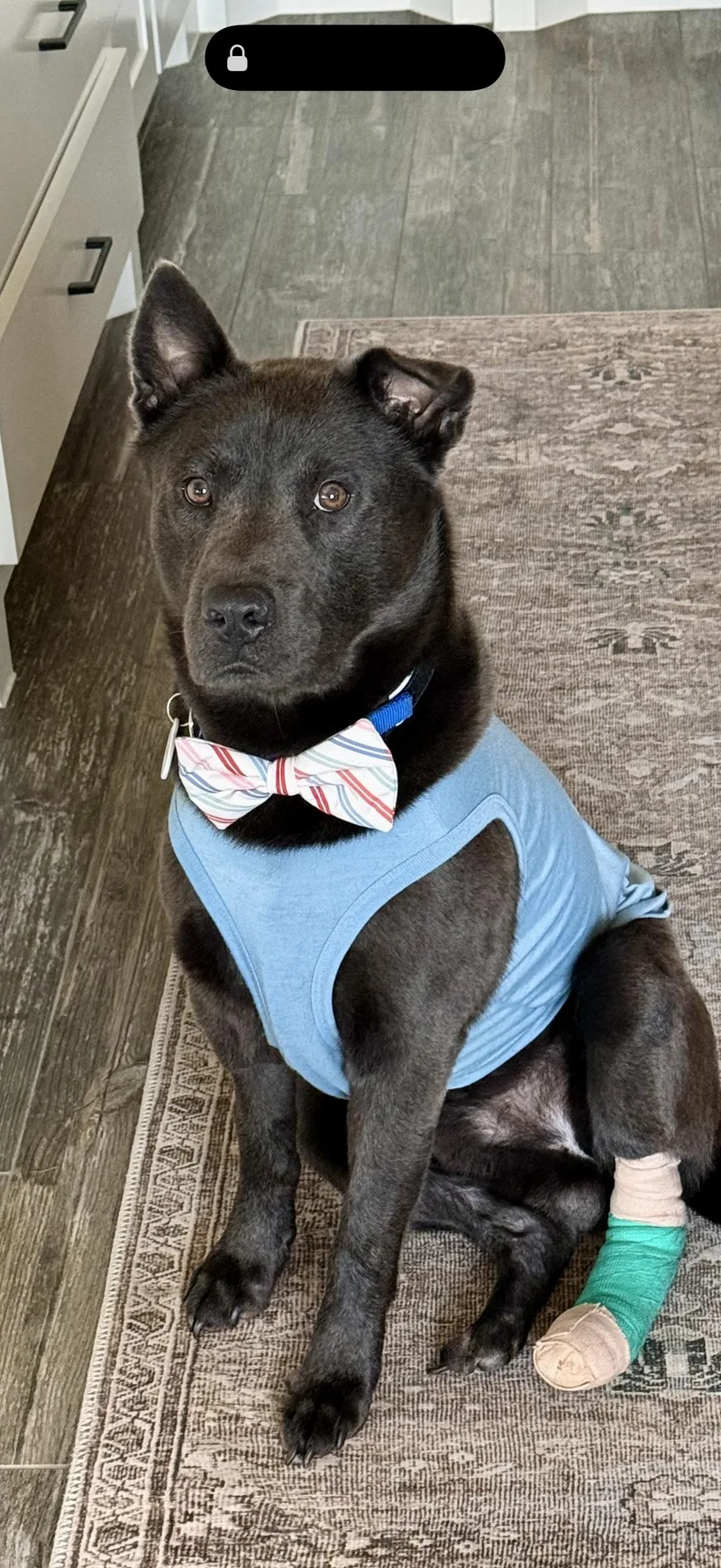 A young medium-sized male Black Chow Chow dog named Theodore for adoption in Choctaw, OK