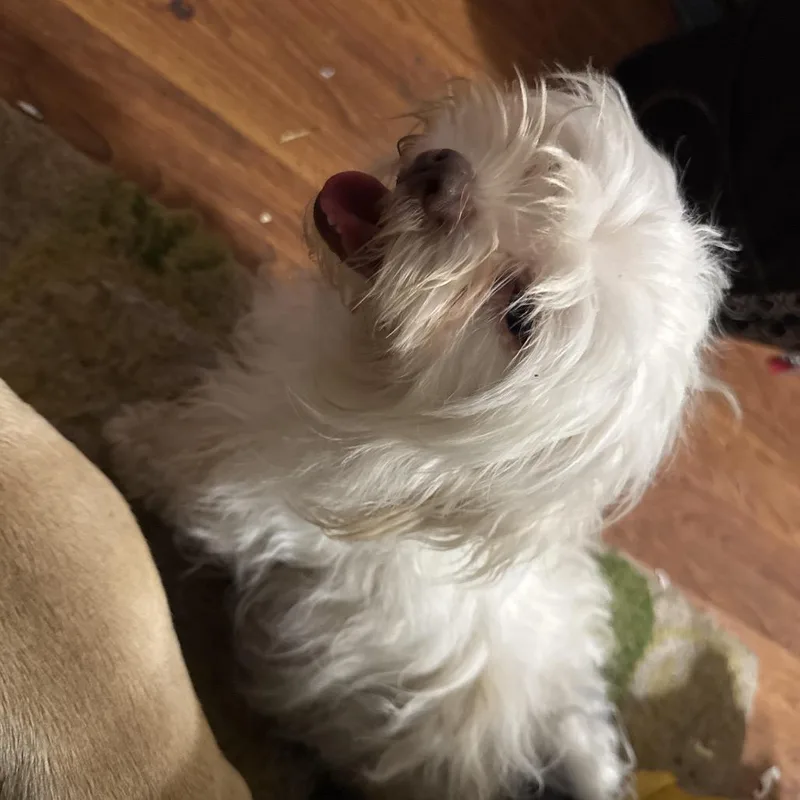 Little Britches