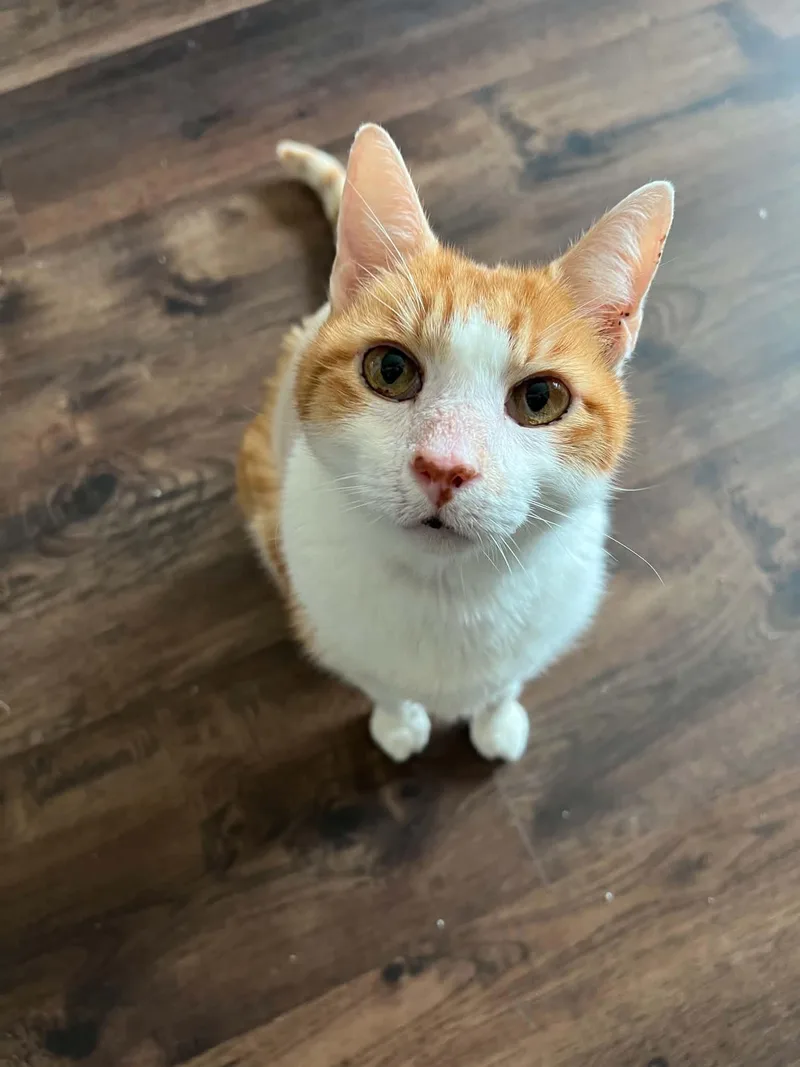 Tigger