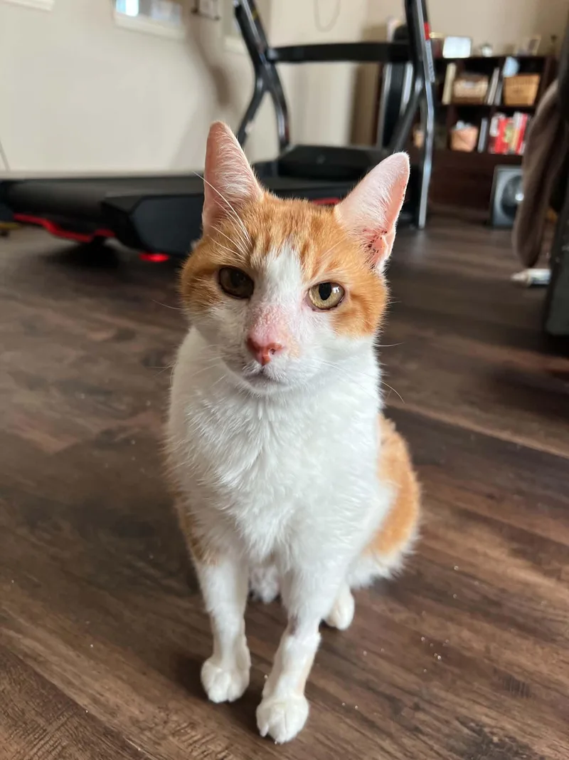 Tigger thumbnail 2
