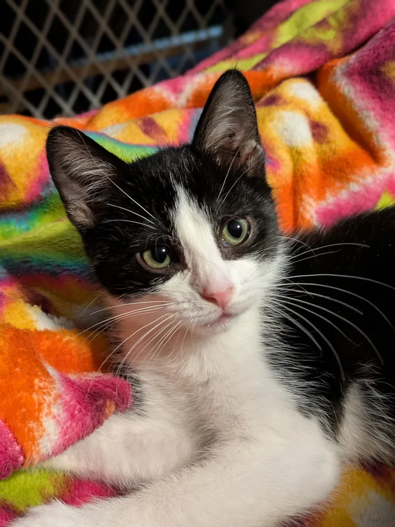 A baby medium-sized female Black & White / Tuxedo Domestic Short Hair cat named Goose for adoption in Bentonville, AR