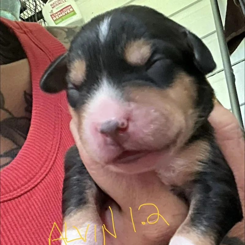 NY Alvin Avail Jul thumbnail 3