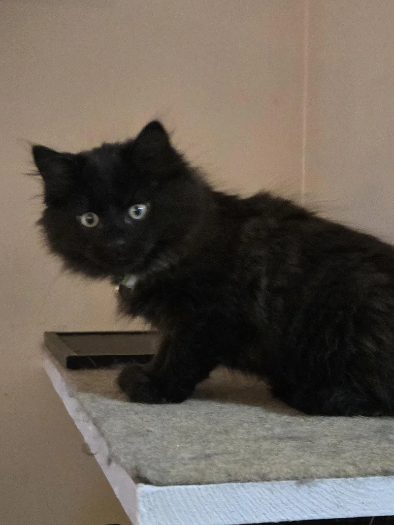 A baby medium-sized male Black Domestic Long Hair cat named Ossie for adoption in Walled Lake, MI