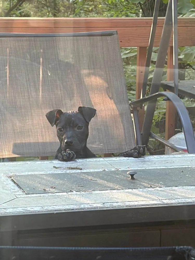 Willow