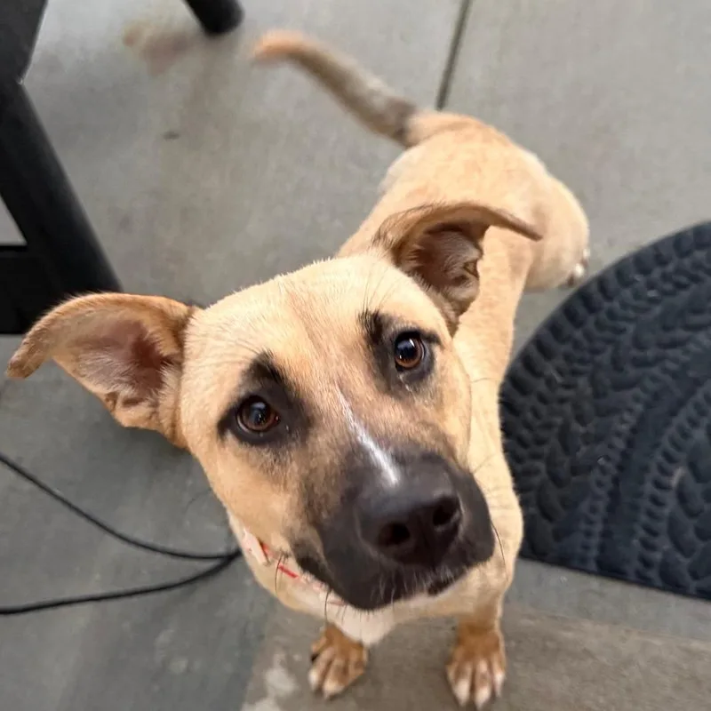 A young medium-sized female Brown / Chocolate Anatolian Shepherd dog named Marley for adoption in Columbia Station, OH