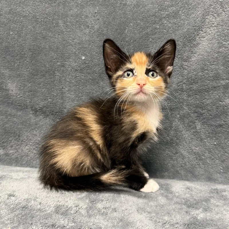 A baby medium-sized female Domestic Short Hair cat named Cecily for adoption in Brenham, TX