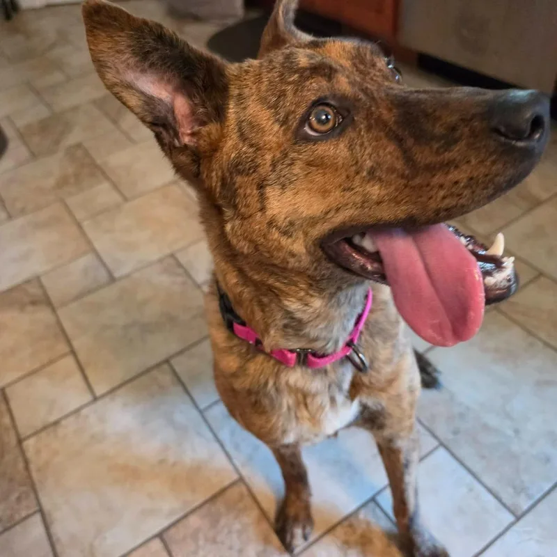 A baby medium-sized female Mixed Breed dog named Linda for adoption in Fond Du Lac, WI