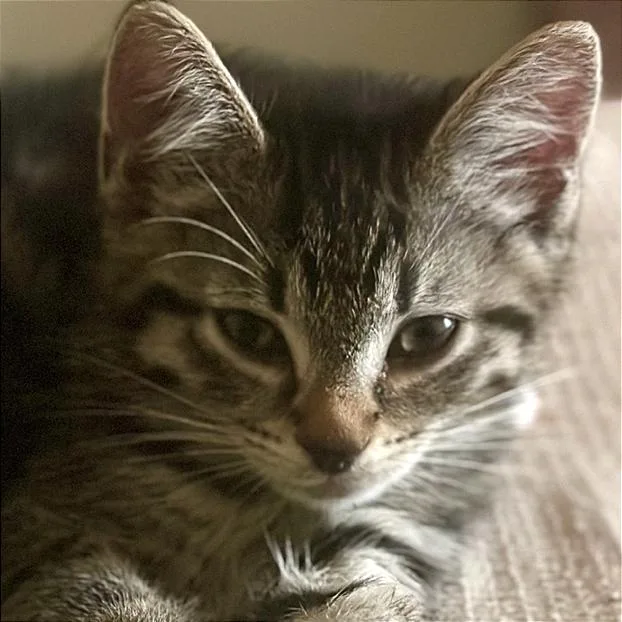 A baby small-sized male Domestic Short Hair cat named Kohl for adoption in Cumming, GA