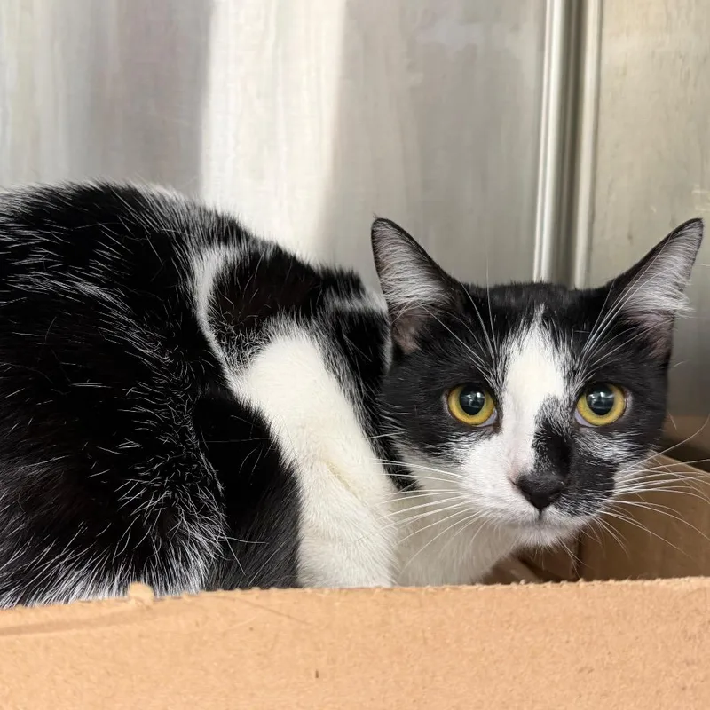 A young medium-sized female Black Domestic Short Hair cat named Peacefield for adoption in Kansas City, KS