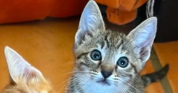 A baby small-sized female Domestic Short Hair cat named Little Lady for adoption in Newnan, GA