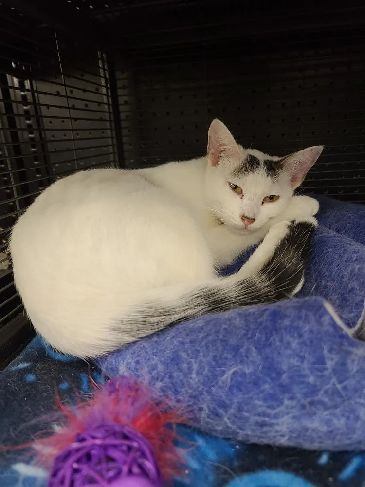 A baby medium-sized male Black & White / Tuxedo Domestic Short Hair cat named Snowy for adoption in Anoka, MN
