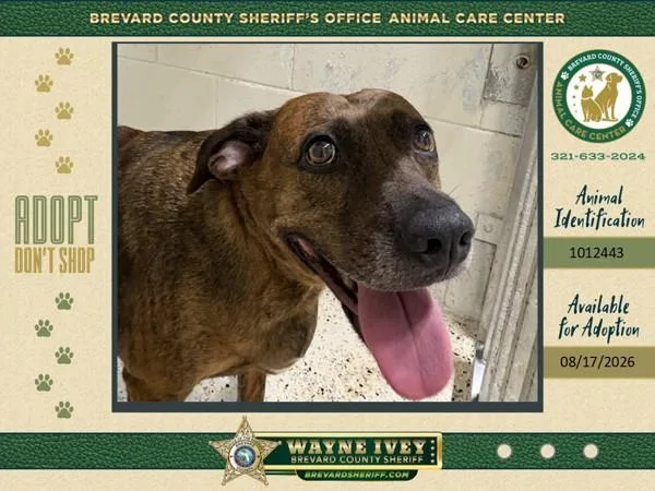 An adult large-sized female Mixed Breed dog named Baked Potato for adoption in Melbourne, FL
