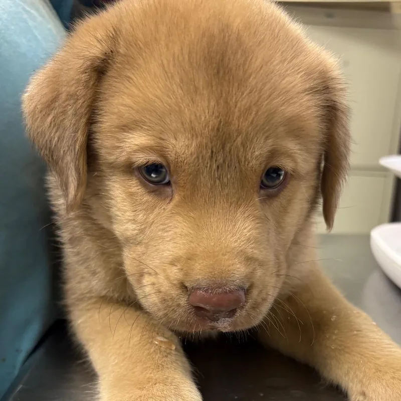 A baby small-sized male Yellow / Tan / Blond / Fawn Mixed Breed dog named Grilled Porkchop for adoption in Columbiana, AL