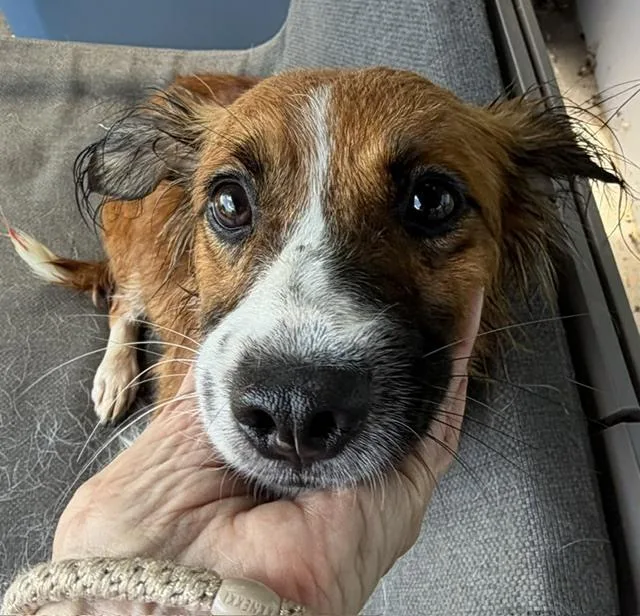 A young small-sized female Tricolor (Brown, Black, & White) Australian Shepherd dog named Jasmine for adoption in Washington, DC