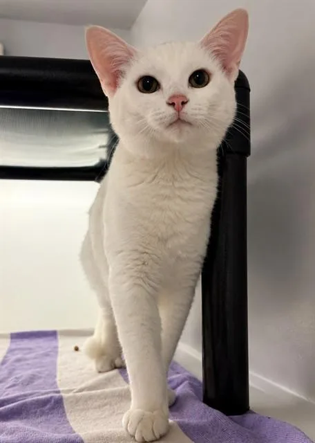 A young medium-sized male Domestic Short Hair cat named Volt for adoption in Statesville, NC