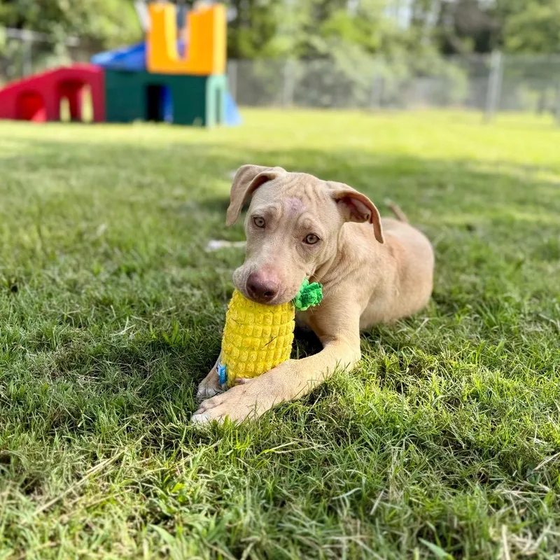 A young medium-sized female Yellow / Tan / Blond / Fawn Mixed Breed dog named Valinor for adoption in Deerfield, IL