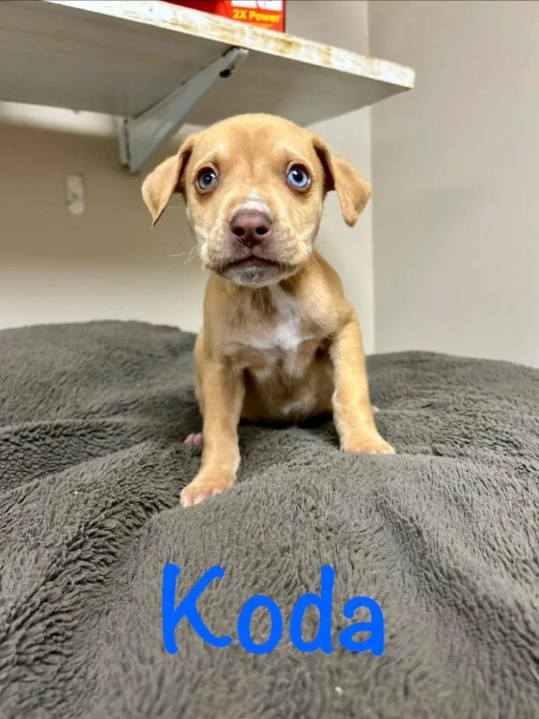 A baby small-sized male Husky dog named Koda for adoption in West Union, OH