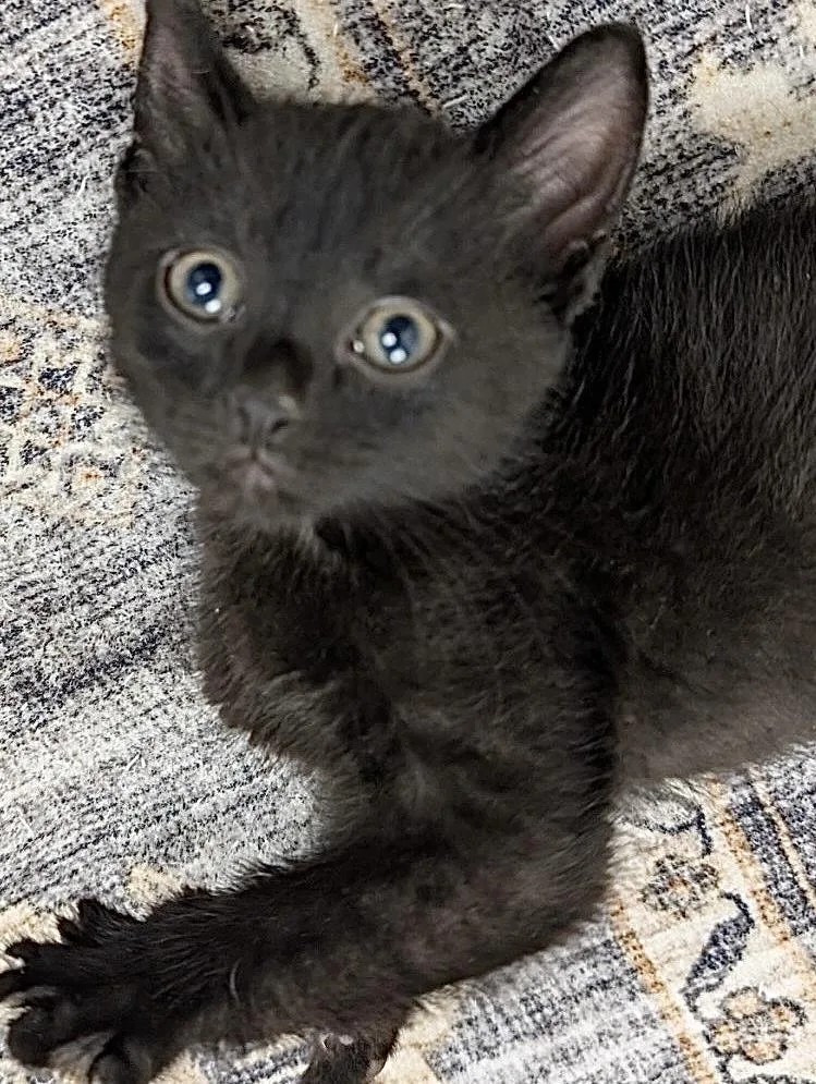 Nova