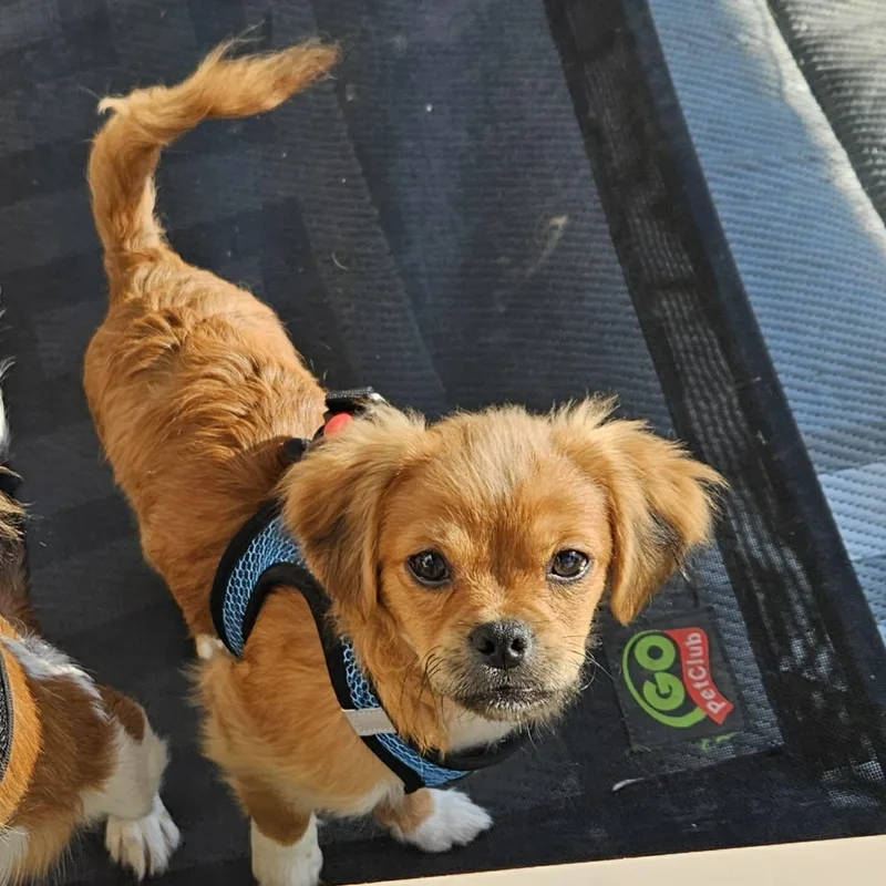 A baby small-sized male Golden Shih Tzu dog named Barry for adoption in Brockport, NY