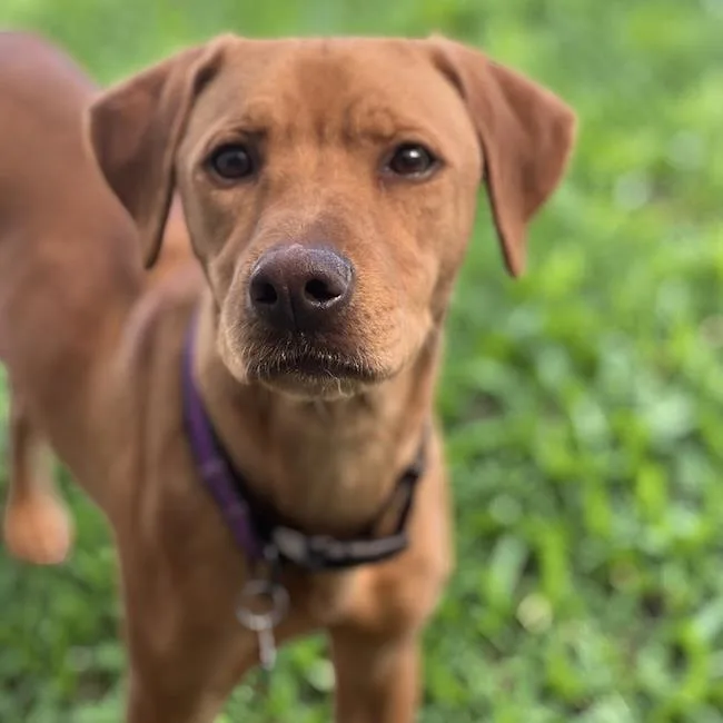 A young medium-sized male Labrador Retriever dog named Pesos for adoption in San Diego, CA