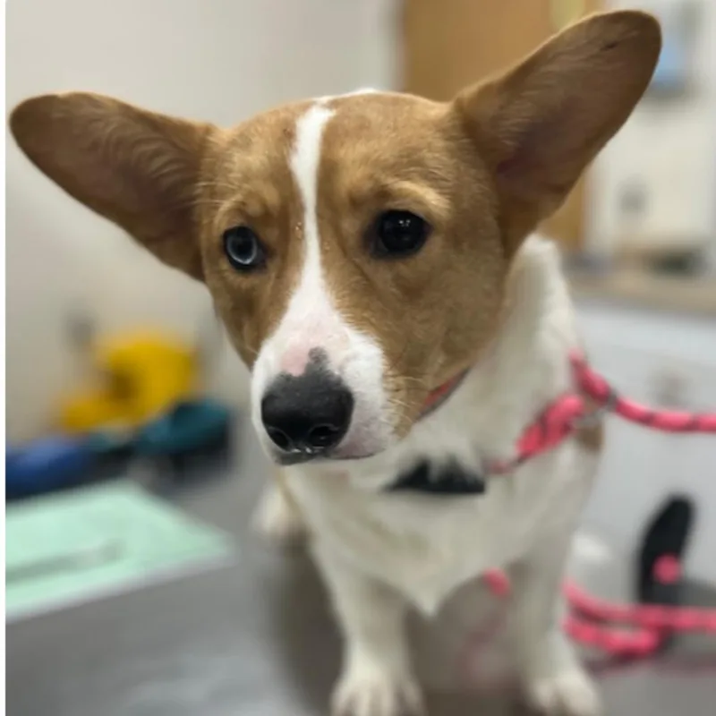 An adult medium-sized female Red / Chestnut / Orange Corgi dog named Toast for adoption in Rockville, MD