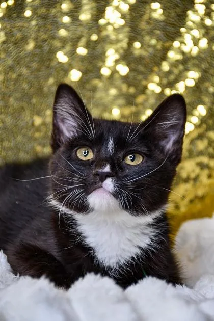 A baby small-sized male Domestic Short Hair cat named Wade for adoption in Yakima, WA