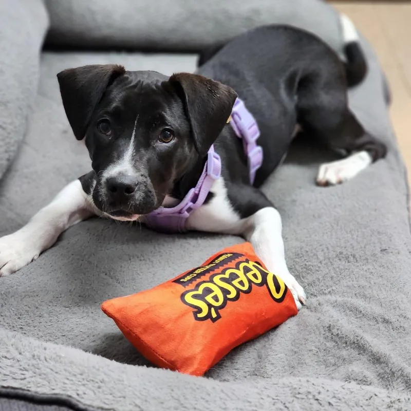 A baby medium-sized female Black Mixed Breed dog named Basil for adoption in Auburn, AL