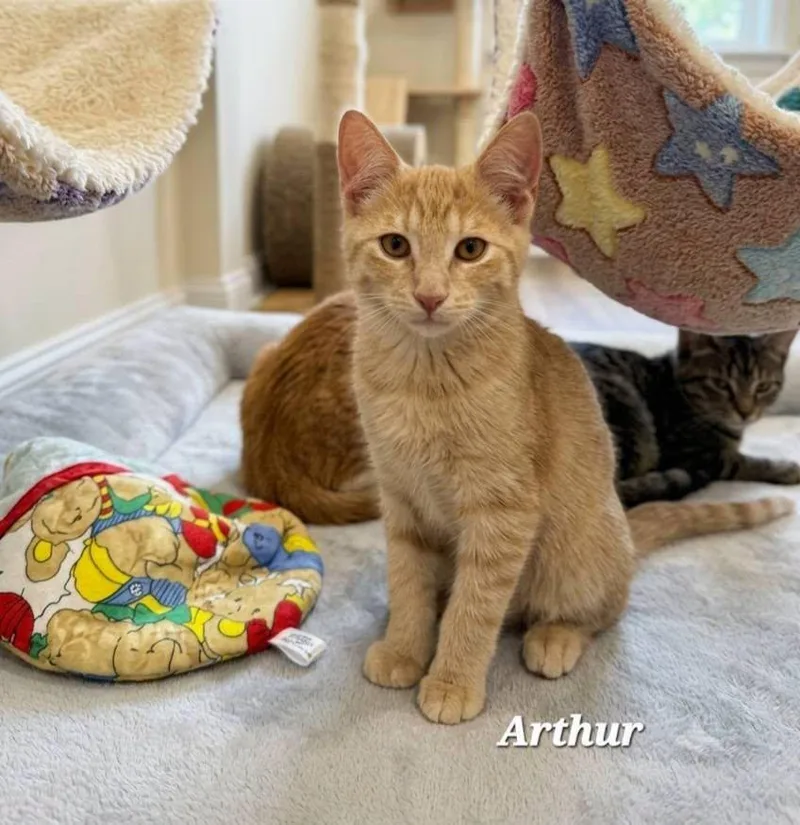 Arthur