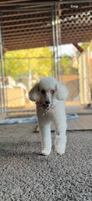 A senior small-sized male Poodle dog named Oscar for adoption in Chalfont, PA