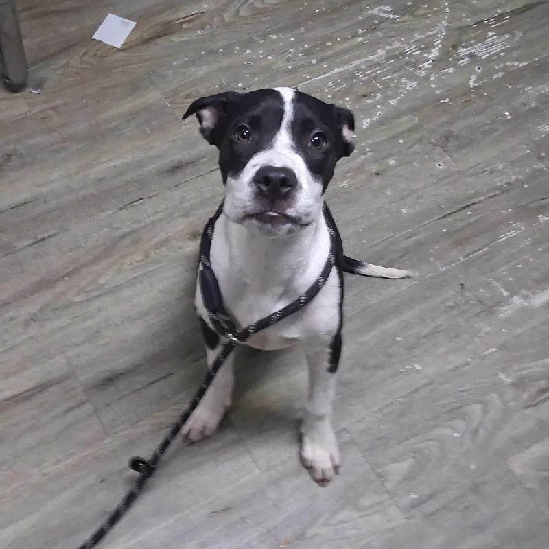 A baby medium-sized male Black Mixed Breed dog named Crux for adoption in Summerville, SC