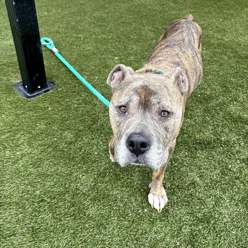 A senior medium-sized male Brindle American Staffordshire Terrier dog named Bailey Blue for adoption in West Chester, PA