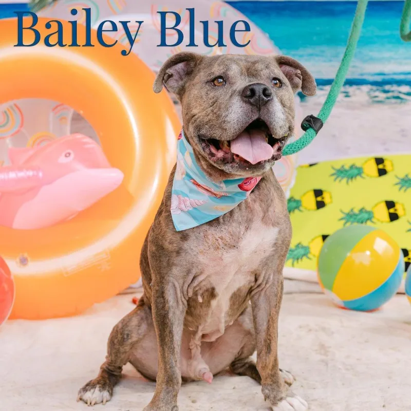 Bailey Blue thumbnail 4