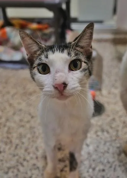 A young small-sized male Domestic Short Hair cat named Falco for adoption in Aiken, SC