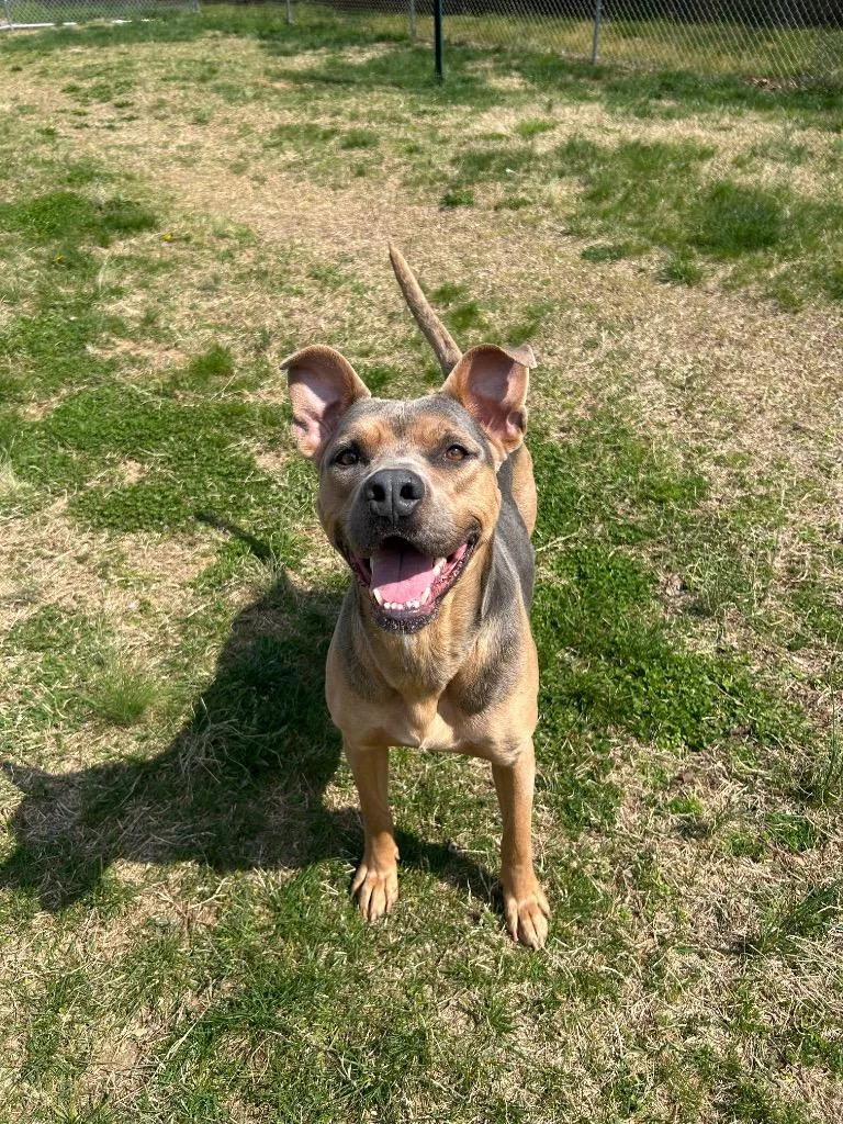 A young large-sized female Pit Bull Terrier dog named Dutchess for adoption in Johnson City, TN