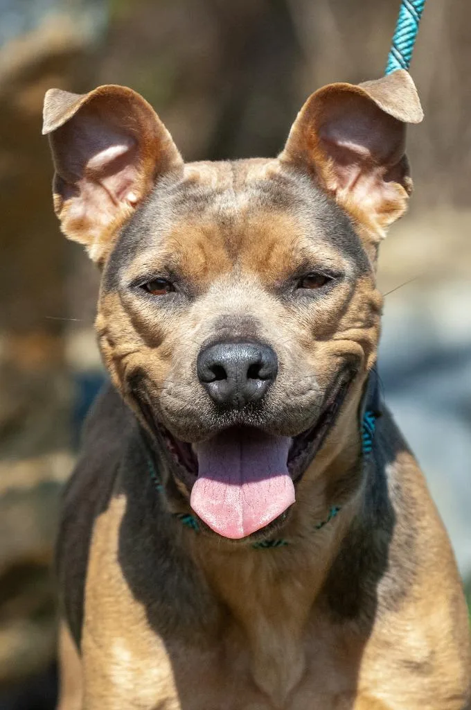 Dutchess thumbnail 3