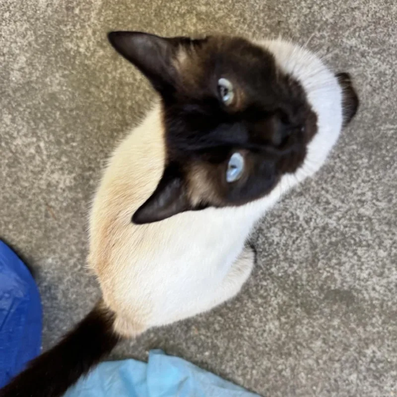 A young medium-sized female Brown / Chocolate Siamese cat named Milostrayhelen for adoption in Point Richmond, CA