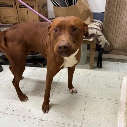 An adult large-sized male Red / Chestnut / Orange Pit Bull Terrier dog named Jax for adoption in Marble, NC