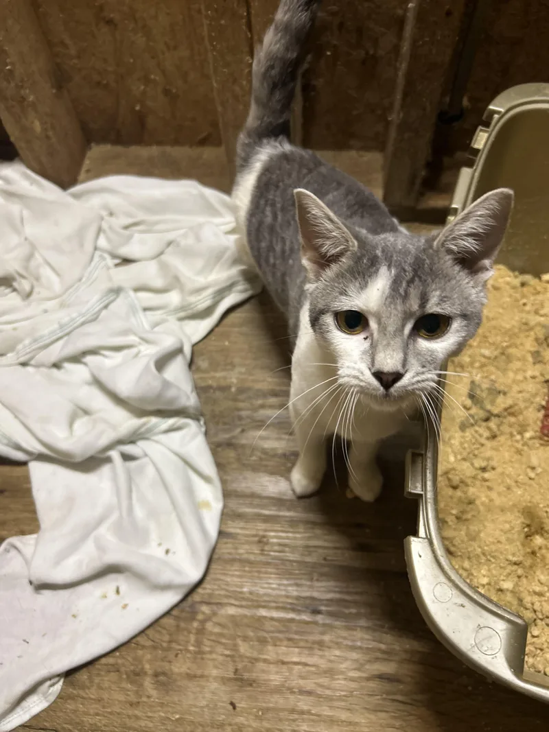 A young medium-sized female Gray & White Domestic Short Hair cat named Ocean for adoption in Greenfield, TN